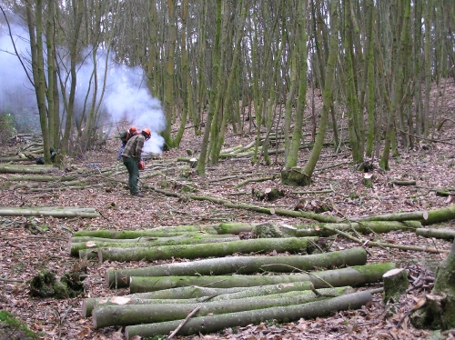 Coppicing Chestnut by Hnad